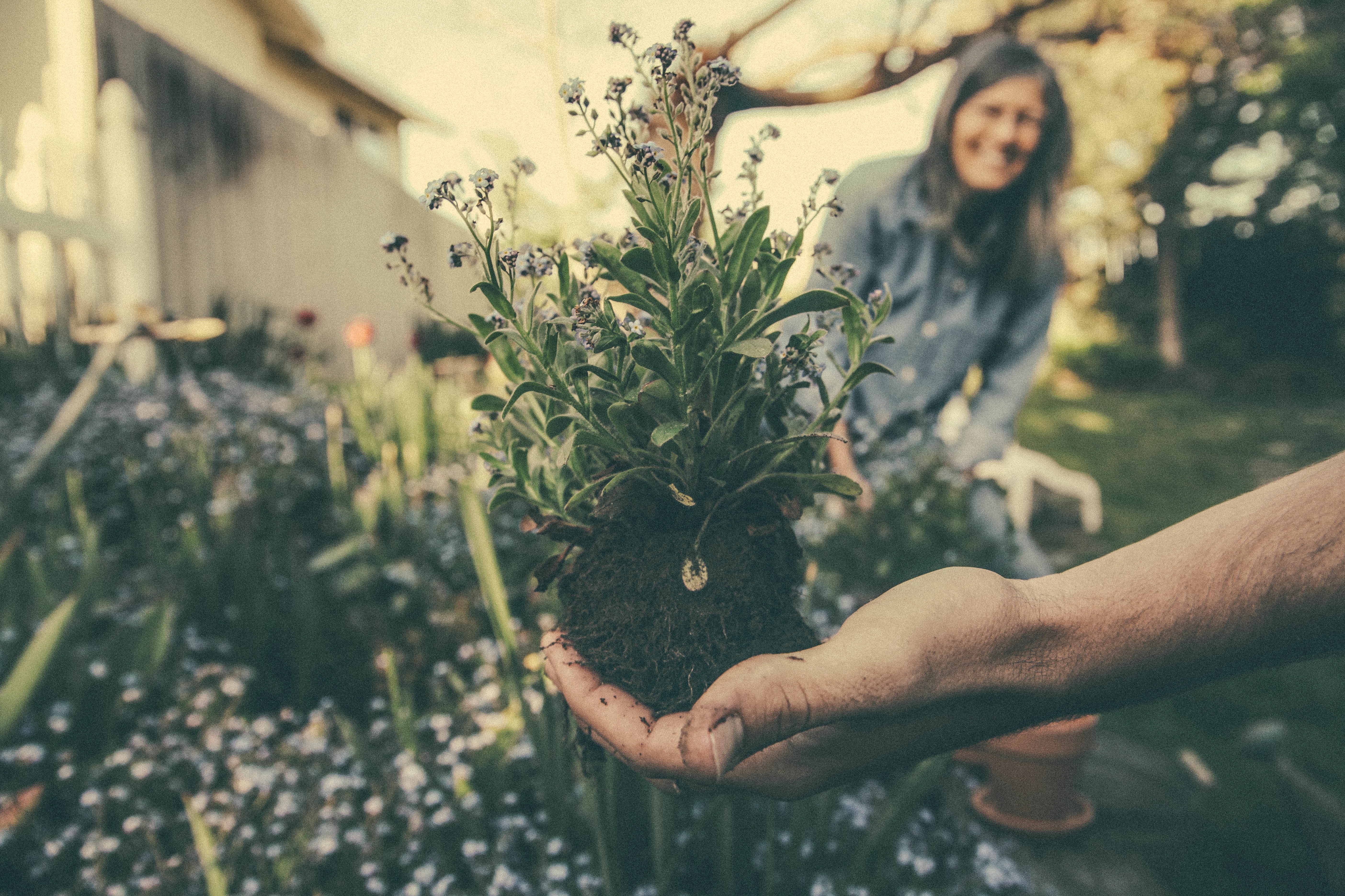 Holding plant in hand