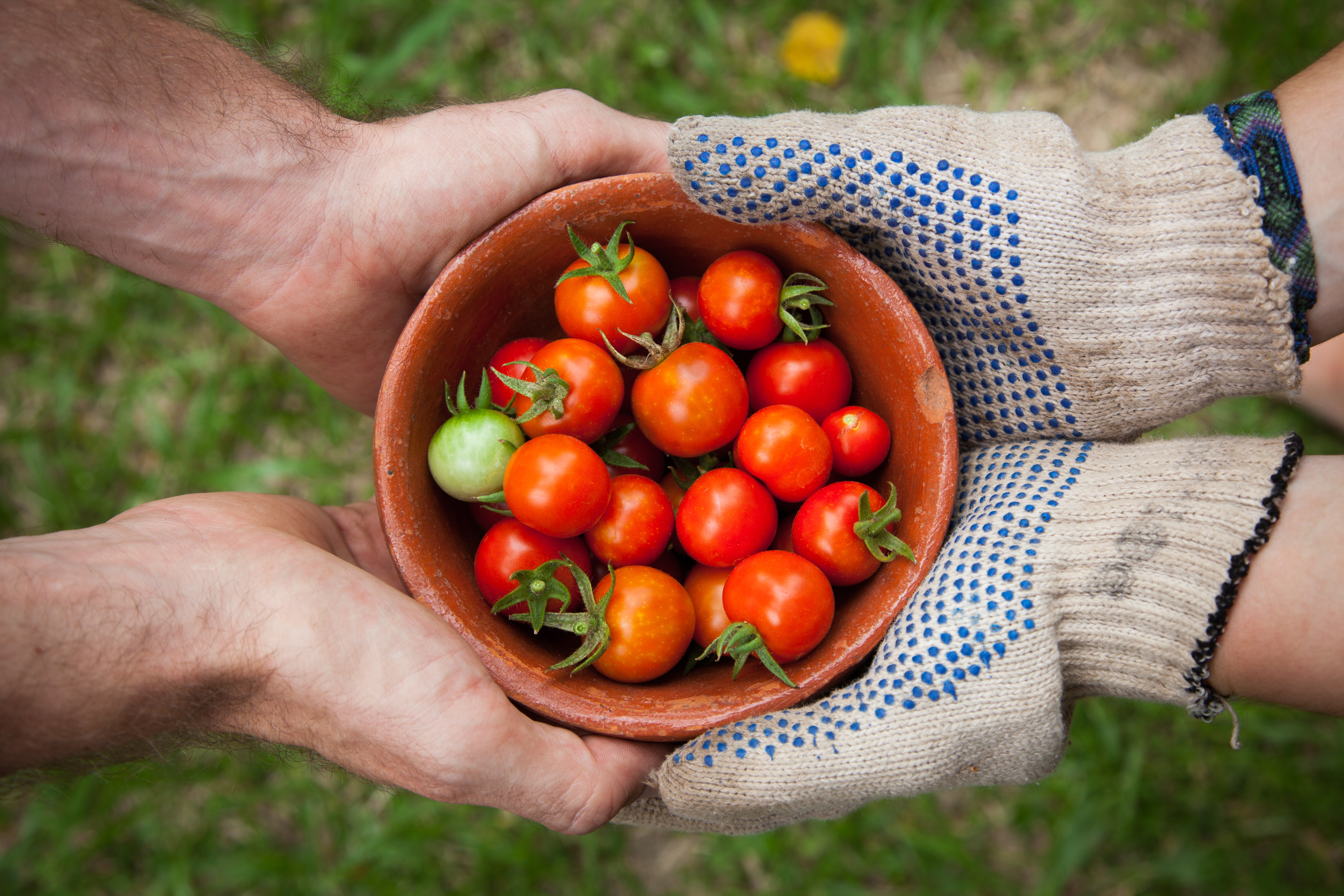 basket of tomatoes